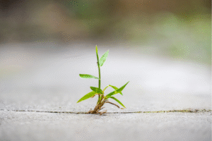 A plant growing in a sidewalk crack showing perseverance.