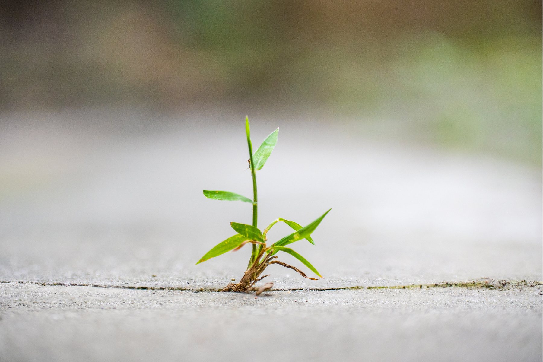 A plant growing in a sidewalk crack showing perseverance.